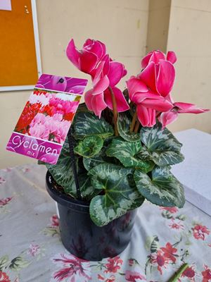 Mothers Day Breakfast 20