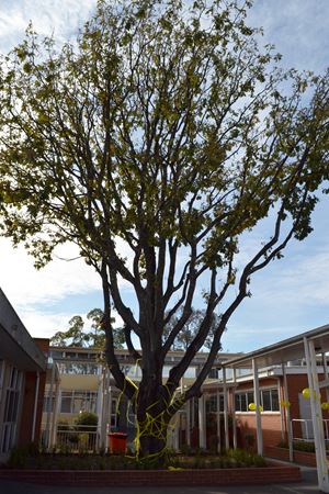 oak tree