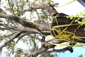 oak tree 2