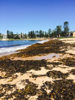 Dee Why II